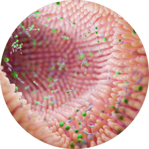 Gut Bacterias