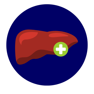 Liver